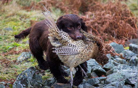 A Beginner's Guide to Breeding Gun Dogs