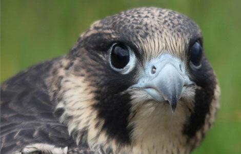 Young peregrine falcon