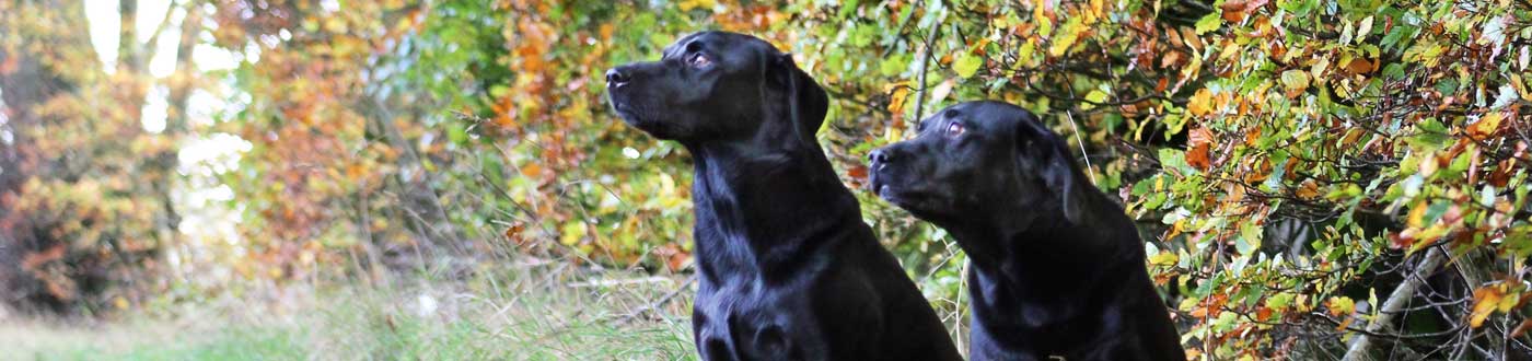 Gun Dog Equipment | Training Aids & Accessories | ArdMoor